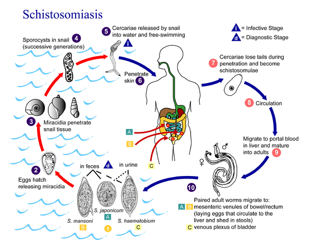 602px Schistosomiasis Life Cycle
