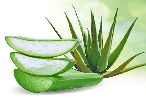 aloe vera leaves 500x500 500x500